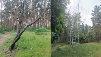 В парке «Танаис» в Воронеже вырубят 28 деревьев