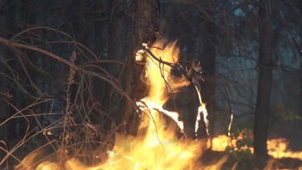 Лесной пожар в Воронежской области тушат второй день подряд