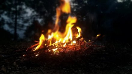 В Воронеже ночью загорелся парк «Северный лес»