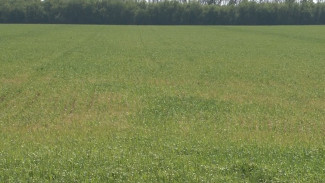 Посевы воронежского фермера арестовали из-за долга в 6,7 млн 