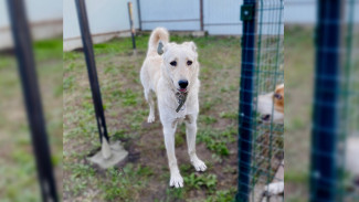 В Воронеже спасённого из ямы щенка вернули волонтёрам спустя 7 месяцев