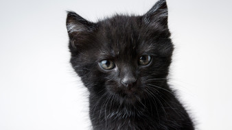 Котёнка спасли из вентиляционной шахты дома на Московском проспекте в Воронеже