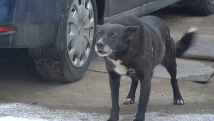 Воронежские власти могут получить право усыплять агрессивных собак