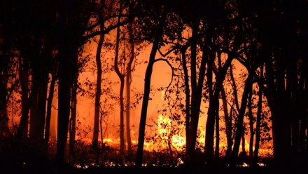 Губернатор обратился к воронежцам из-за катастрофичных апрельских пожаров 