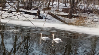 На водоёме под Воронежем заметили стаю лебедей