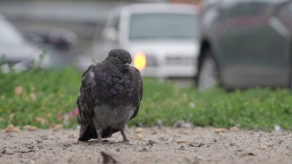 В Воронеже нашли кладбище голубей