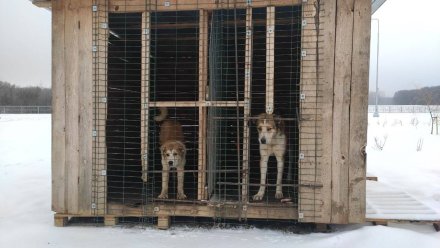 Воронежцев встревожили брошенные строителями собаки на улице Крынина