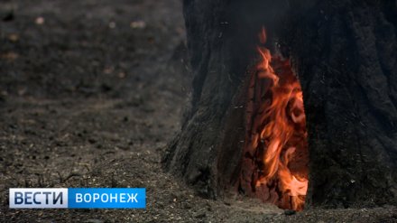 По факту пожара в Воронежском биосферном заповеднике возбуждено уголовное дело