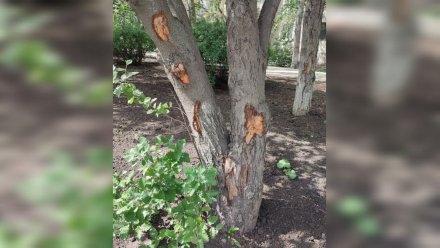 Воронежцы пожаловались на повреждённые рабочими рябины на бульваре Победы