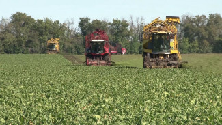 Воронежские аграрии пообещали хороший урожай свёклы вопреки майским заморозкам