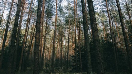 В нововоронежском лесу начали массово вырубать деревья