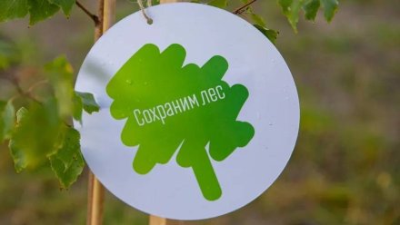 Воронежская область присоединится к осенней акции «Сохраним лес»