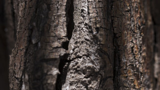 Воронежцам пообещали убрать рухнувшее на машину дерево