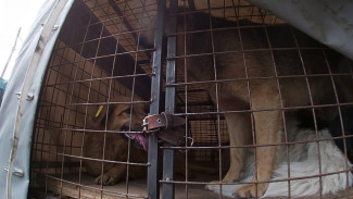В Воронеже начали сносить скандальный приют «Дора»
