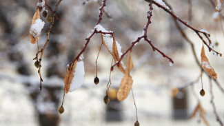 Дойдёт ли до Воронежа мощный снежный циклон из Москвы?