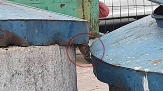 Воронежцы сняли на видео полчище крыс во дворе многоэтажек на Шишкова