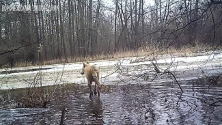 Фотоловушка сняла утопающего в огромной луже волка в Воронежском заповедника