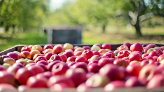 Воронежская область стала лидером по числу производителей органической продукции