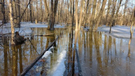 В Воронежском заповеднике затопило «Черепахинскую» экотропу