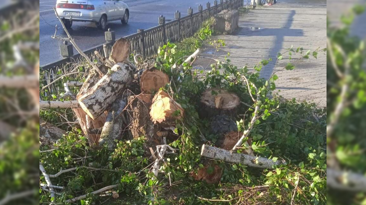 В Воронеже число упавших деревьев во время урагана выросло до 80 |  07.05.2024 | Воронеж - БезФормата