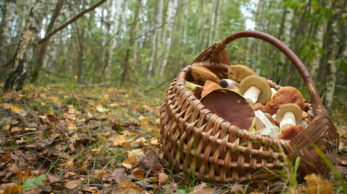 картинки дети собирают грибы в лесу осенью