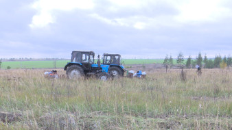 Как в Воронежской области восстанавливают леса