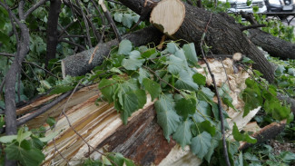 Владелец воронежской кофейни прокомментировал падение дерева на летнюю веранду
