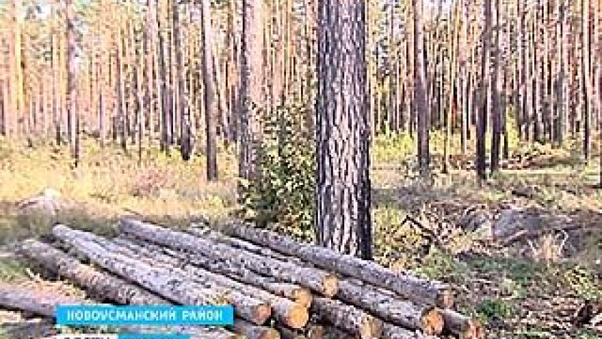 20 совершенно здоровых сосен уничтожили на территории Сомовского лесничества