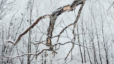 Снег пройдёт в Воронежской области в начале рабочей недели
