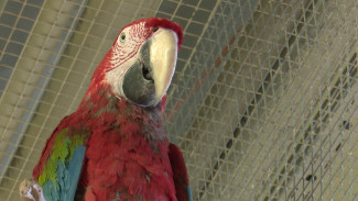 В Воронежском зоопарке появился мяукающий попугай