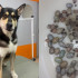 В Воронеже ветеринары сняли с собаки 130 клещей размером с изюм