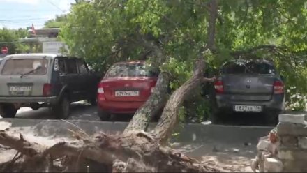 В Павловске владельцу разбитого деревом авто выплатят более полумиллиона