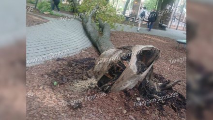 Дерево рухнуло на детскую площадку в воронежском «Орлёнке»