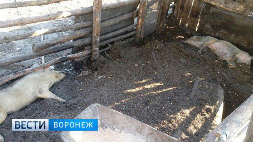 Очевидцы: в Воронежской области из-за нашествия комаров погибли свиньи и щенки