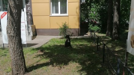 В Воронеже «чипированная» собака бросилась на ребёнка