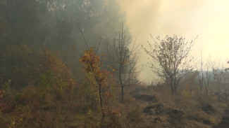 Эксперт рассказала, опасен ли пожар в Хопёрском заповеднике для краснокнижной выхухоли