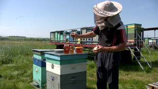 Воронежские пчеловоды пожаловались на дефицит раннего мёда из-за холодной весны