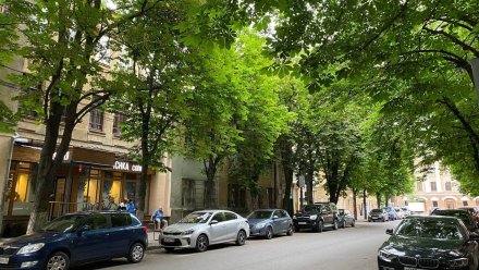Изуродовавших «парижскую» каштановую аллею в Воронеже не смогли найти за месяц