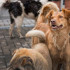 Собак из скандально известной «Доры» начали переселять в приют под Воронежем