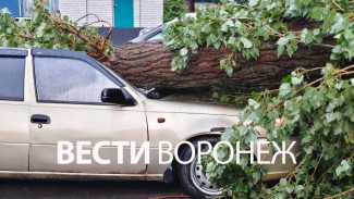 Дерево разбило припаркованную у дома в Воронеже Daewoo Nexia 