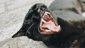 Случаи бешенства выявили в 15 районах Воронежской области