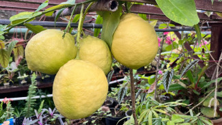 Гигантские лимоны выросли в Воронежском ботсаду