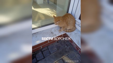 Кота выбросили из окна воронежской 9-этажки