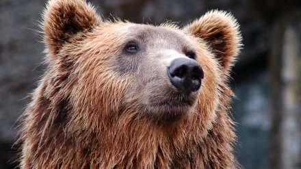 В воронежском райцентре медведь сбежал из цирка