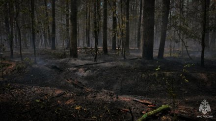 Пожар в липецкой части Воронежского заповедника потушили спустя 6 дней