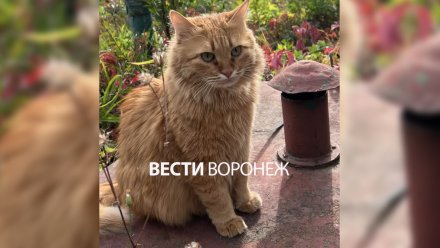 Воронежцев попросили о помощи в поисках сбежавшего после ДТП кота