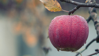 В Воронежской области высадят яблоневый сад на 400 га