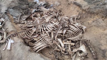 За воронежской больницей нашли кладбище костей