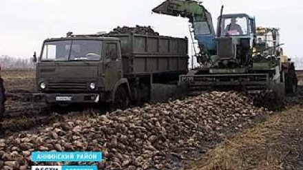 На воронежских полях спасают свёклу