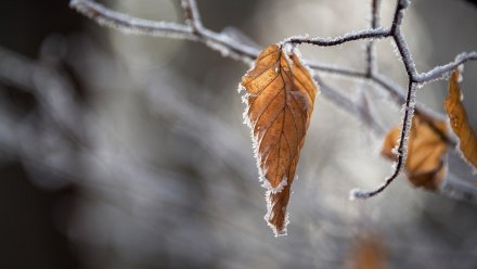 Новая неделя принесёт в Воронежскую область первый снег и заморозки